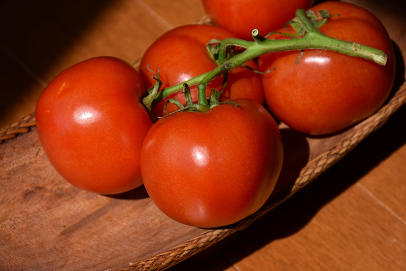 Marglobe Tomato (Solanum lycopersicum 'Marglobe') at Bast Brothers Garden Center
