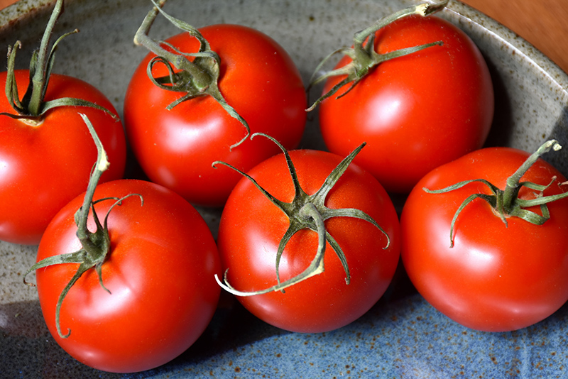 Patio Tomato (Solanum lycopersicum 'Patio') at Bast Brothers Garden Center