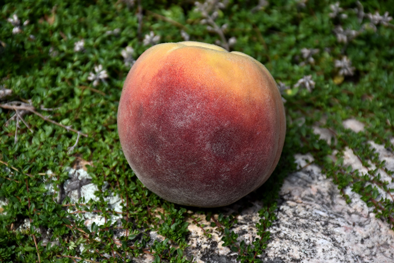 Contender Peach (Prunus persica 'Contender') at Bast Brothers Garden Center