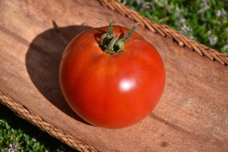 Jersey Tomato (Solanum lycopersicum 'Jersey') at Bast Brothers Garden Center