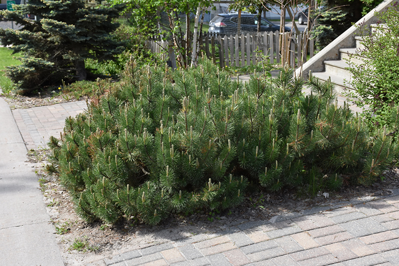 Dwarf Mugo Pine (Pinus mugo var. pumilio) at Bast Brothers Garden Center