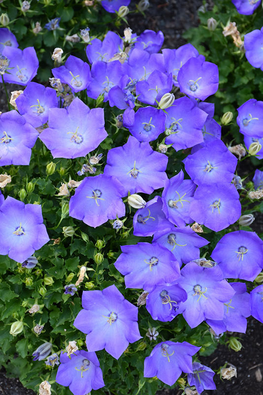 Rapido Blue Bellflower (Campanula carpatica 'Rapido Blue') at Bast Brothers Garden Center