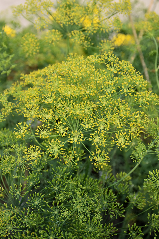 Dill (Anethum graveolens) at Bast Brothers Garden Center