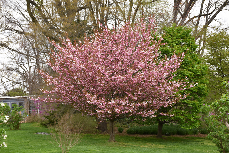 Kwanzan Flowering Cherry (Prunus serrulata 'Kwanzan') at Bast Brothers Garden Center
