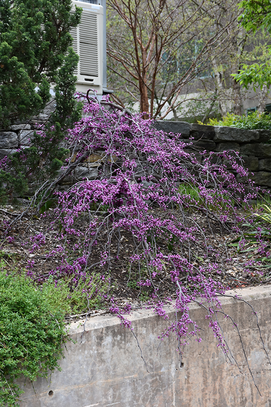 Ruby Falls Redbud (Cercis canadensis 'Ruby Falls') at Bast Brothers Garden Center