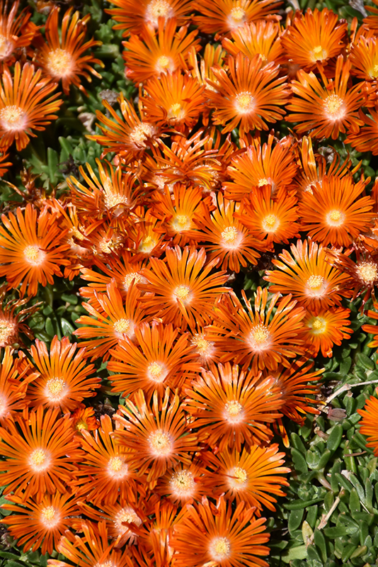 Ocean Sunset Orange Vibe Ice Plant (Delosperma 'T18-2') at Bast Brothers Garden Center