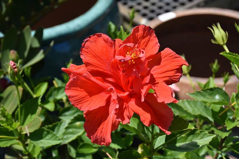 Double Red Hibiscus (Hibiscus rosa-sinensis 'Double Red') at Bast Brothers Garden Center