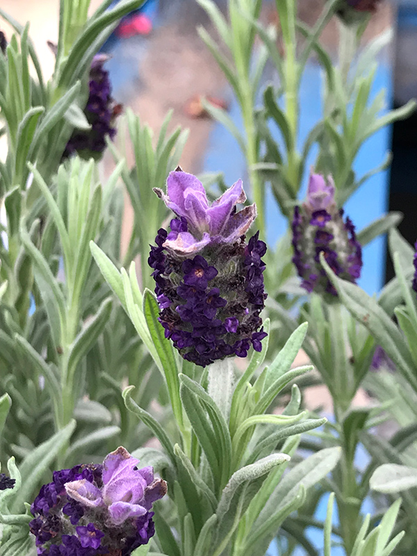 Spanish Lavender (Lavandula stoechas) at Bast Brothers Garden Center