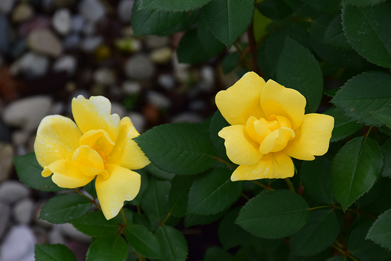Sunny Knock Out Rose (Rosa 'Radsunny') at Bast Brothers Garden Center