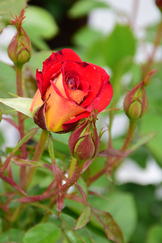 Ketchup And Mustard Rose (Rosa 'WEKzazette') at Bast Brothers Garden Center
