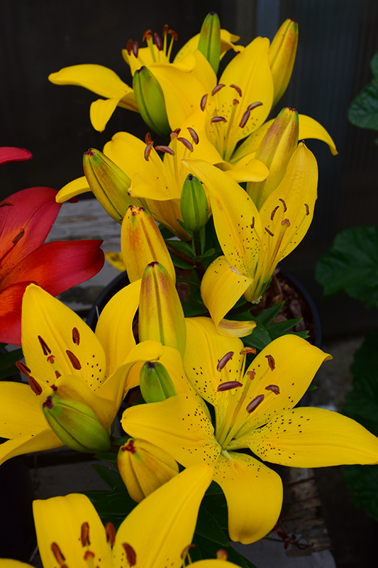 Golden Matrix Lily (Lilium 'Golden Matrix') at Bast Brothers Garden Center