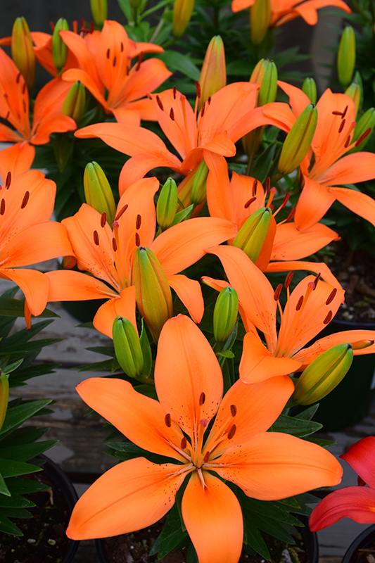 Matrix Orange Lily (Lilium 'Matrix Orange') at Bast Brothers Garden Center