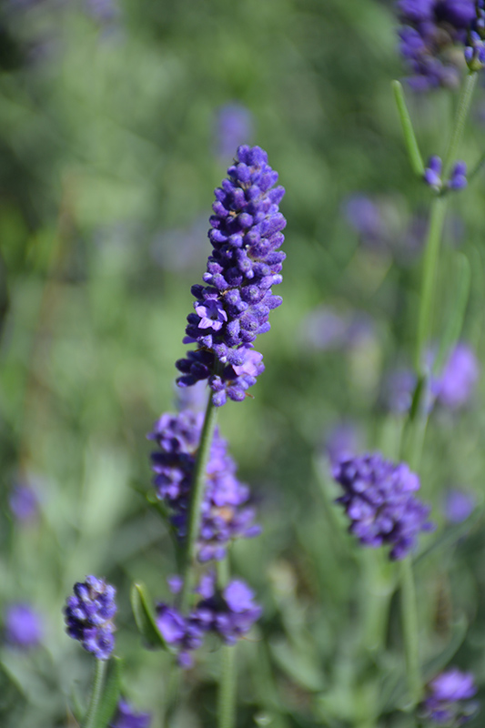 Sweet Romance Lavender (Lavandula angustifolia 'Kerlavangem') at Bast Brothers Garden Center