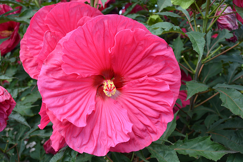 Summer In Paradise Hibiscus (Hibiscus 'Summer In Paradise') at Bast Brothers Garden Center