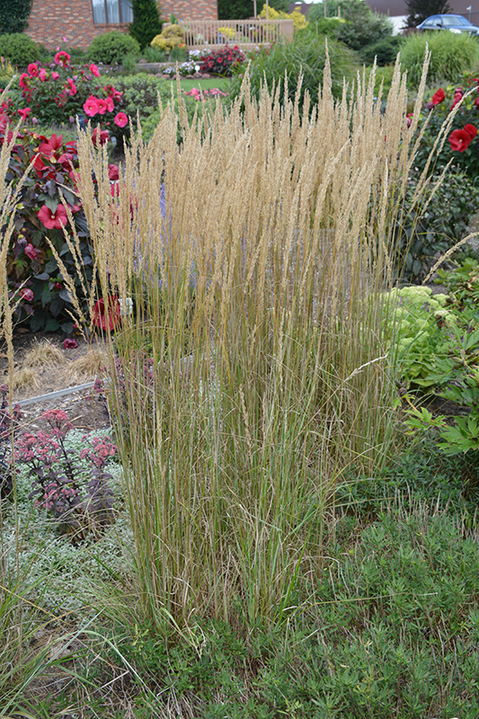 El Dorado Feather Reed Grass (Calamagrostis x acutiflora 'El Dorado') at Bast Brothers Garden Center