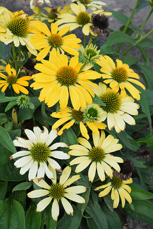 Color Coded Yellow My Darling Coneflower (Echinacea 'Yellow My Darling') at Bast Brothers Garden Center