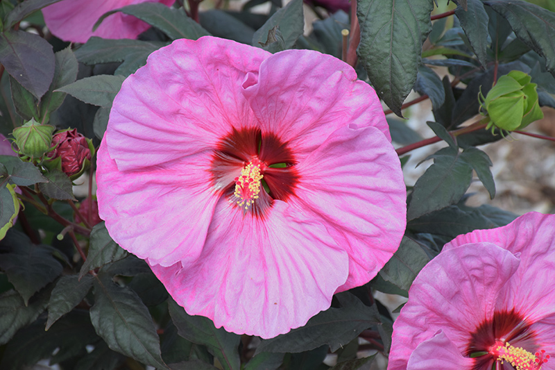 Summerific Berry Awesome Hibiscus (Hibiscus 'Berry Awesome') at Bast Brothers Garden Center