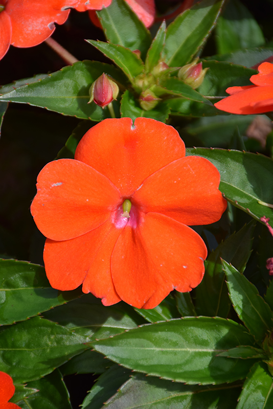 SunPatiens Vigorous Orange New Guinea Impatiens (Impatiens 'SAKIMP056') at Bast Brothers Garden Center