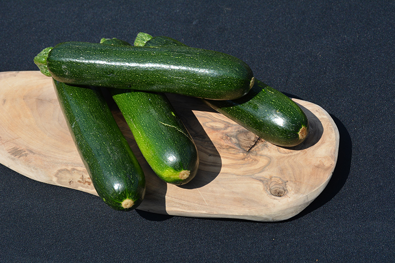 Spineless Perfection Zucchini (Cucurbita pepo var. cylindrica 'Spineless Perfection') at Bast Brothers Garden Center