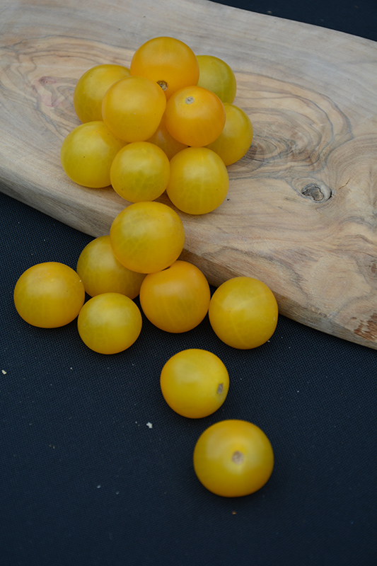 Sweet N' Neat Cherry Yellow Tomato (Solanum lycopersicum 'Sweet N' Neat Cherry Yellow') at Bast Brothers Garden Center