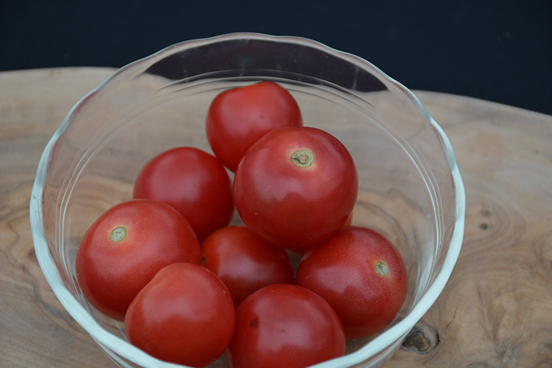 Husky Red Cherry Tomato (Solanum lycopersicum 'Husky Red Cherry') at Bast Brothers Garden Center