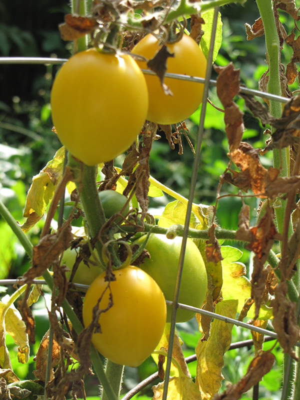 Yellow Plum Tomato (Solanum lycopersicum 'Yellow Plum') at Bast Brothers Garden Center