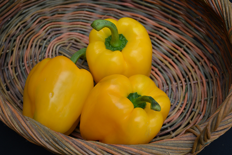 Yellow Bell Pepper (Capsicum annuum 'Yellow Bell') at Bast Brothers Garden Center