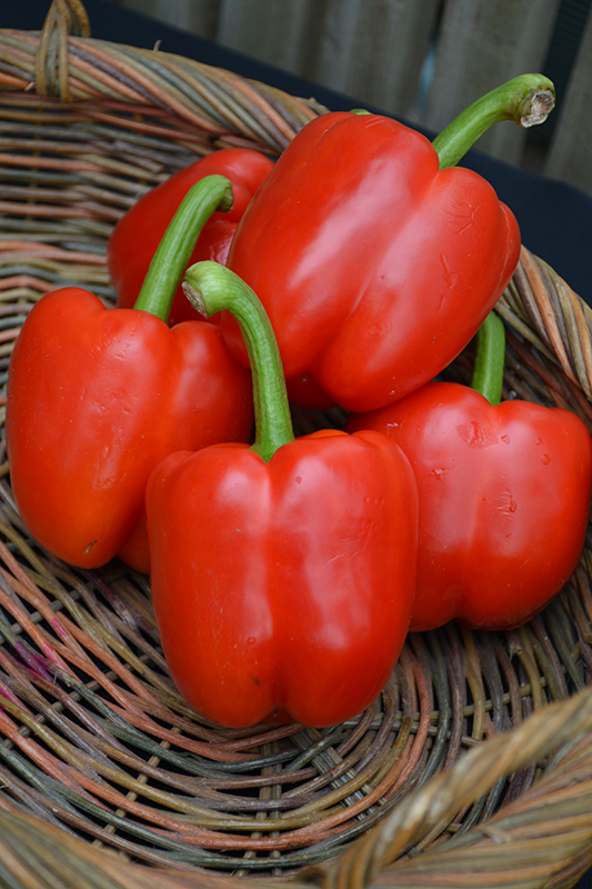 Red Bell Pepper (Capsicum annuum 'Red Bell') at Bast Brothers Garden Center