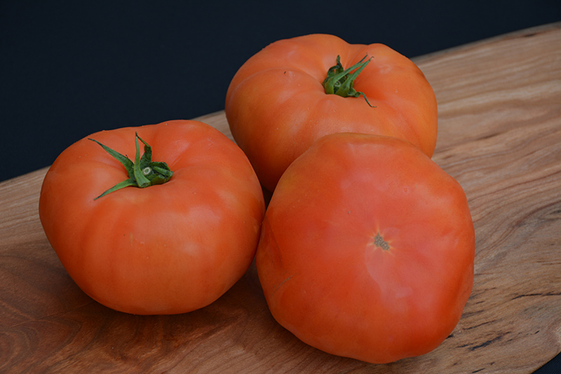 Classic Beefsteak Tomato (Solanum lycopersicum 'Beefsteak') at Bast Brothers Garden Center