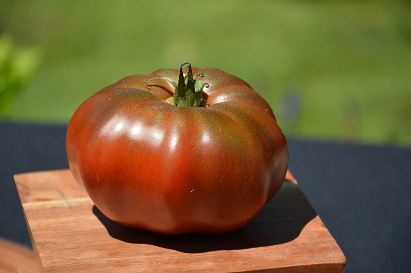 Black Krim Tomato (Solanum lycopersicum 'Black Krim') at Bast Brothers Garden Center