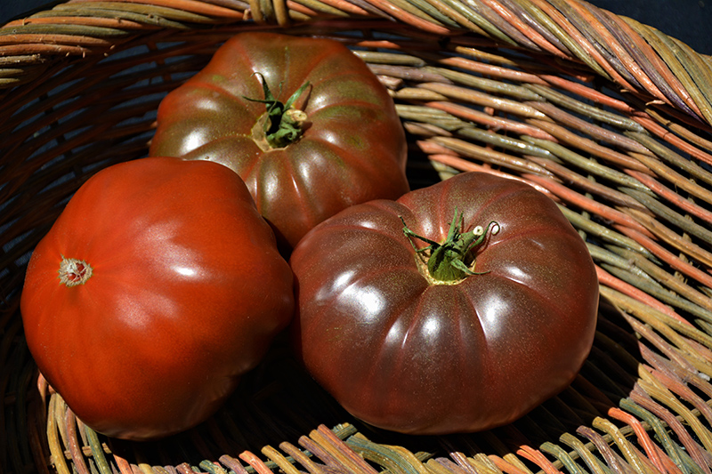 Cherokee Purple Tomato (Solanum lycopersicum 'Cherokee Purple') at Bast Brothers Garden Center
