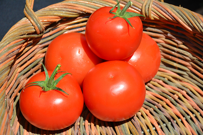 Celebrity Tomato (Solanum lycopersicum 'Celebrity') at Bast Brothers Garden Center