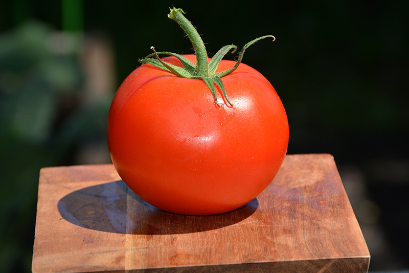 Marglobe Tomato (Solanum lycopersicum 'Marglobe') at Bast Brothers Garden Center