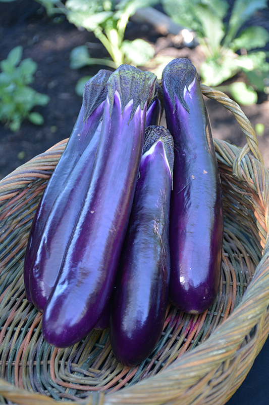 Hansel Eggplant (Solanum melongena 'Hansel') at Bast Brothers Garden Center