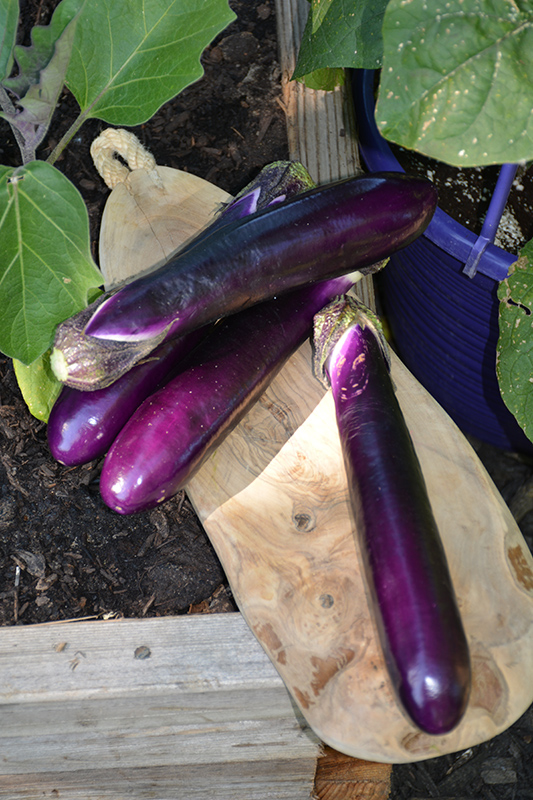 Millionaire Eggplant (Solanum melongena 'Millionaire') at Bast Brothers Garden Center