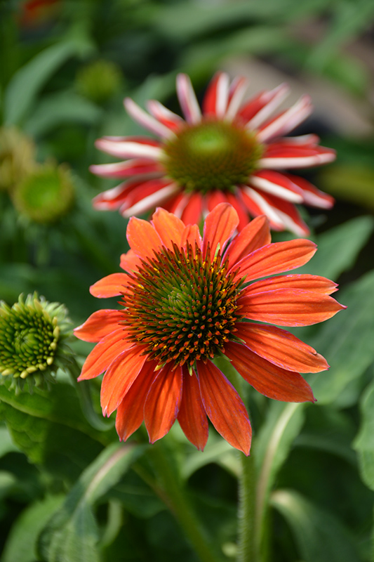 Artisan Red Ombre Coneflower (Echinacea 'PAS1257973') at Bast Brothers Garden Center