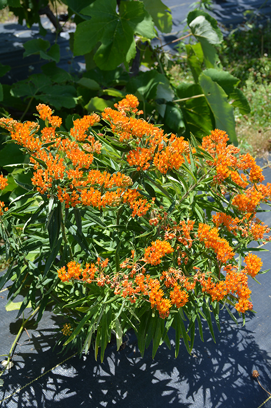 Butterfly Weed (Asclepias tuberosa) at Bast Brothers Garden Center