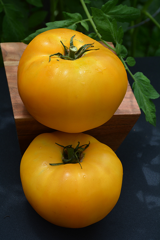 Brandywine Yellow Tomato (Solanum lycopersicum 'Brandywine Yellow') at Bast Brothers Garden Center