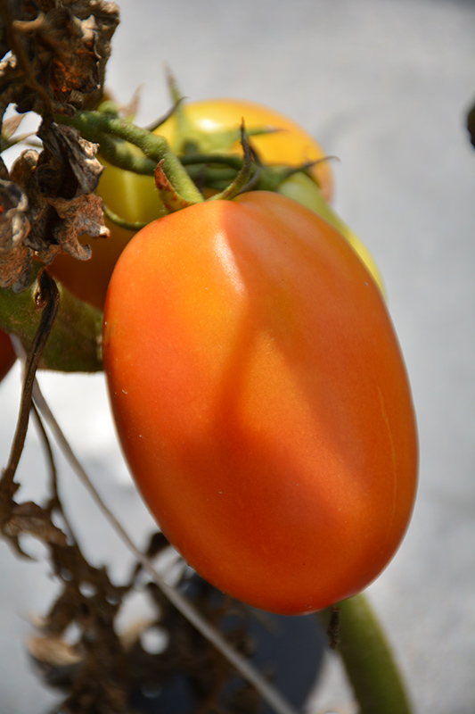 Salsarific Salsa Roma Tomato (Solanum lycopersicum 'Salsarific Salsa Roma') at Bast Brothers Garden Center