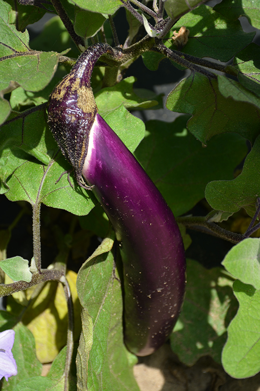 Ichiban Eggplant (Solanum melongena 'Ichiban') at Bast Brothers Garden Center