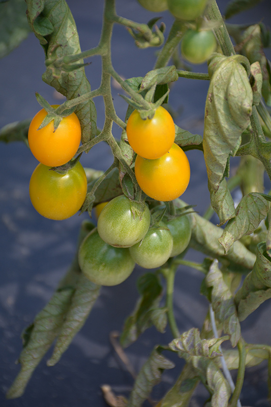 Yellow Grape Tomato (Solanum lycopersicum 'Yellow Grape') at Bast Brothers Garden Center