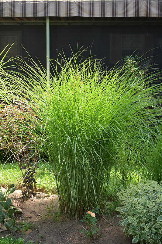 Gracillimus Maiden Grass (Miscanthus sinensis 'Gracillimus') at Bast Brothers Garden Center