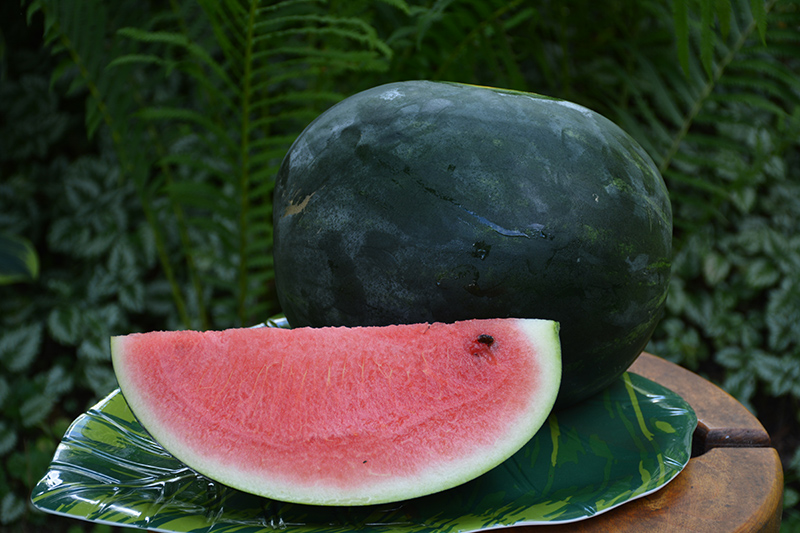 Sugar Baby Watermelon (Citrullus lanatus 'Sugar Baby') at Bast Brothers Garden Center