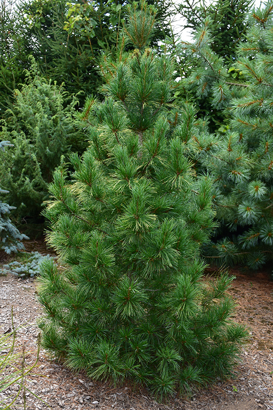 Columnar White Pine (Pinus strobus 'Fastigiata') at Bast Brothers Garden Center