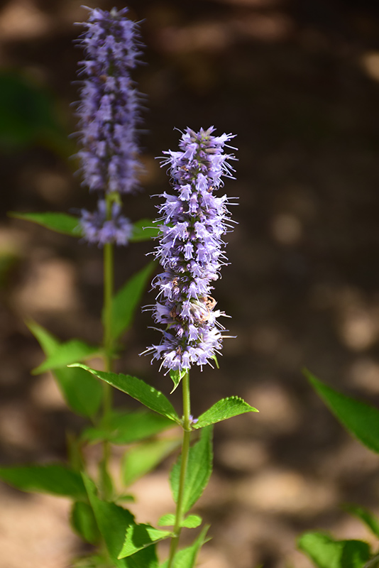 Blue Fortune Anise Hyssop (Agastache 'Blue Fortune') at Bast Brothers Garden Center