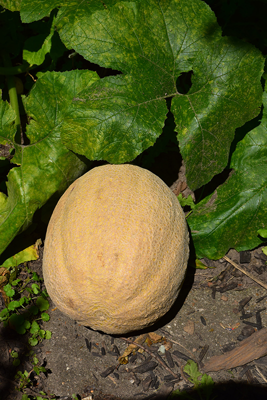 Cantaloupe Melon (Cucumis melo var. cantalupensis) at Bast Brothers Garden Center