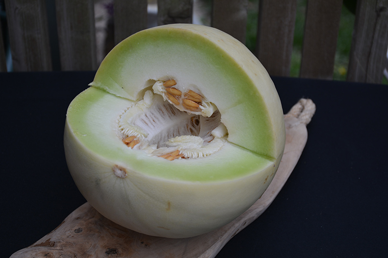 Green Flesh Honeydew Melon (Cucumis melo var. inodorus) at Bast Brothers Garden Center