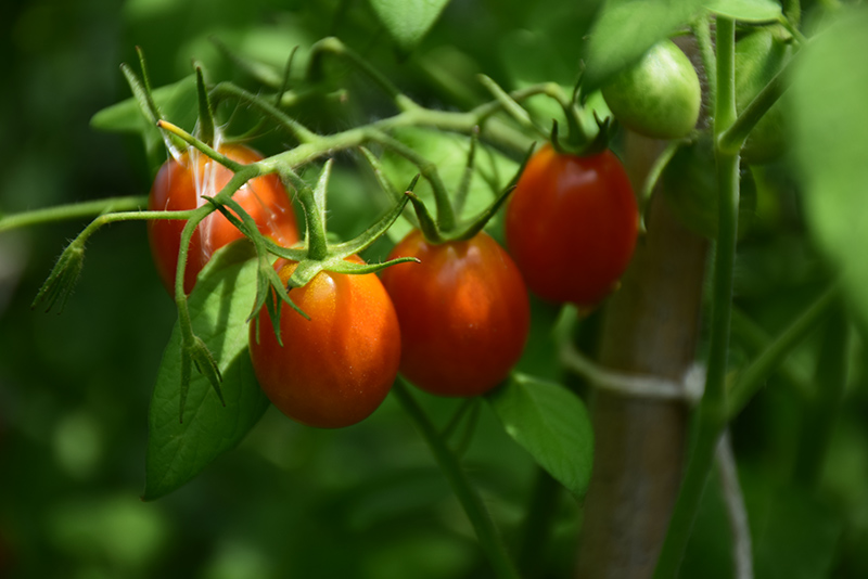 Sugar Rush Tomato (Solanum lycopersicum 'Sugar Rush') at Bast Brothers Garden Center