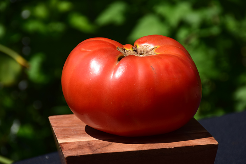 Brandywine Red Tomato (Solanum lycopersicum 'Brandywine Red') at Bast Brothers Garden Center