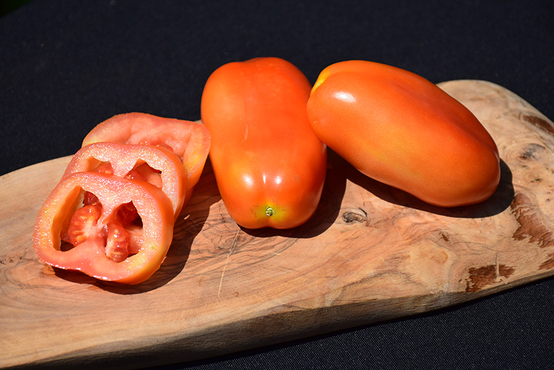 Viva Italia Tomato (Solanum lycopersicum 'Viva Italia') at Bast Brothers Garden Center